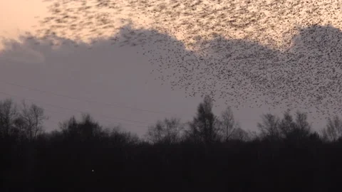 Large flock of birds flying in the evening light England awesome nature UK 4K Stock Footage 204873893