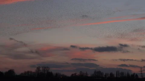 Large flock of birds flying in evening England UK 4K Stock Footage 207402016