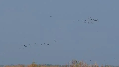 Large flock of birds flying Stock Footage 303288731