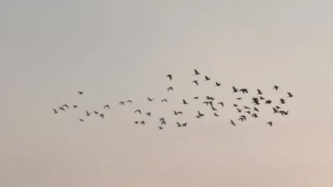 Large flock of birds flying in formation across clear sunset sky. Bird migration Stock-Footage 341543674
