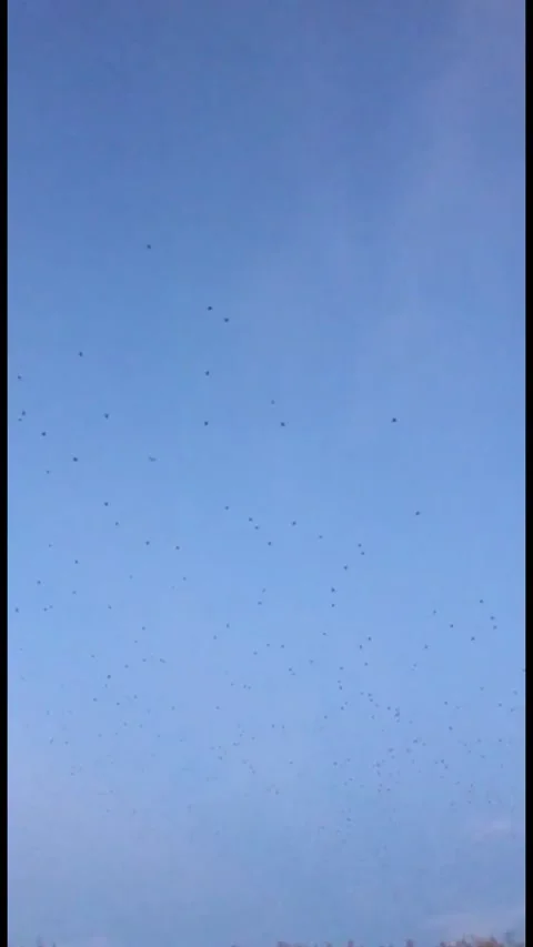 A large flock of birds flying high across a clear blue sky, capturing a moment 動画素材 333241030