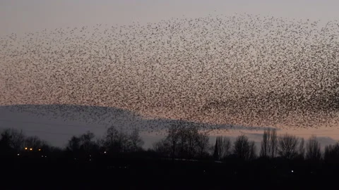 Large flock of birds flying in large flock on migration evening sky 4K 스톡 동영상 148260758