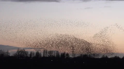 Large flock of birds flying in large flock on migration evening sunset sky 4K 스톡 동영상 148263006