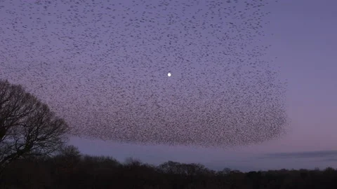 Large flock of birds flying with moon England murmuration Stock Footage 169786231