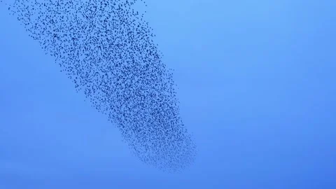 Large flock of birds flying in murmuration in the knight sky. 4K Video stock 219484778