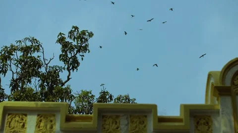 Large flock of birds flying over a building under a sky. Video stock 332600225