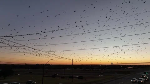 Large Flock of Birds Flying in to Roost Drone Aerial View Bryan Texas USA 스톡 동영상 335667560