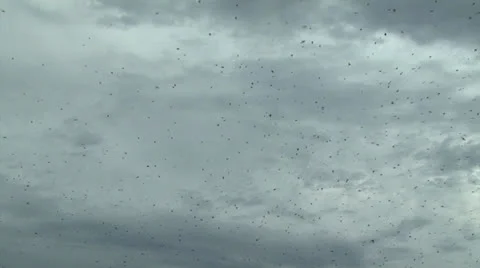 A large flock of birds flying in the sky Video stock 24655459