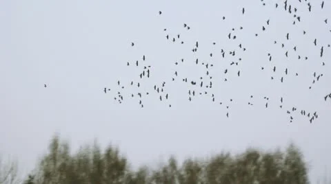 Large Flock of Birds Stock Footage 10834940
