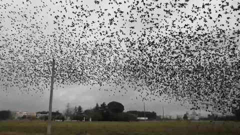 A large flock of birds Stock Footage 99061273