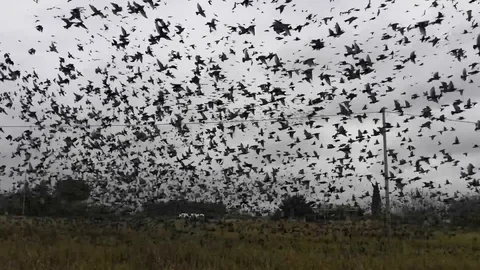 A large flock of birds Stock Footage 99061613