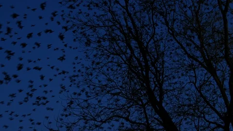 Large flock of birds Stock Footage 103614010