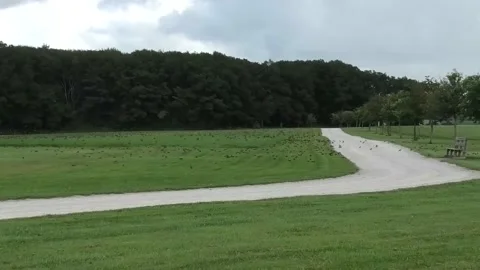 A Large Flock of Birds Stock Footage 139247492