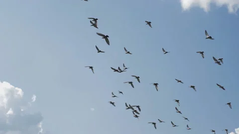 Large Flock of Birds Stock Footage 139968224