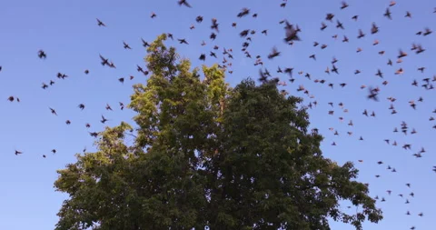 Large flock of birds Stock Footage 197677902