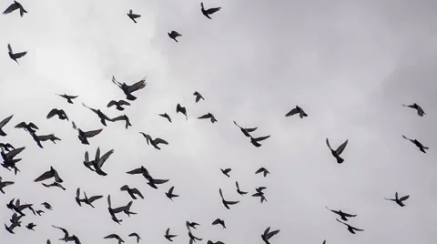 Large Flock of Birds HD Pro Stock-Footage 50340598