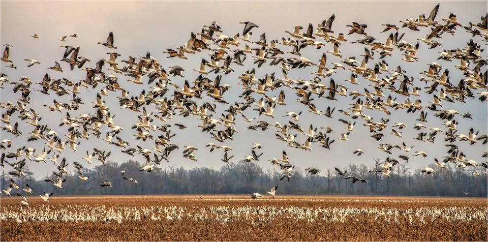 Large flock of birds migrating over a field Stock-Fotos