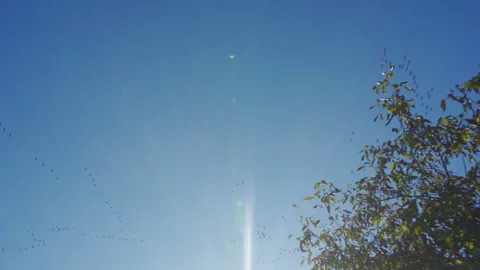 Large Flock of Birds Migrating South in Clear Sky Stock Footage 343659439