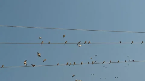 Large flock of birds or sparrows perched on electrical wires during the sum.. Stock Footage 264766373