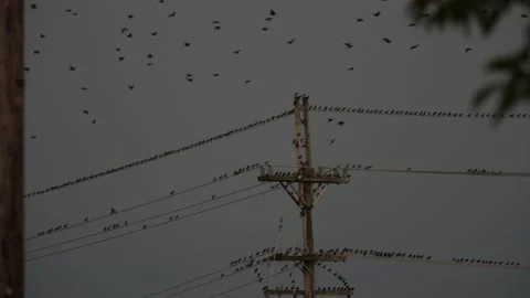 Large flock of birds perched on overhead power lines Video stock 150480645