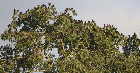 A large flock of birds sits on the branches, 4K slomo Stock Footage 240580672