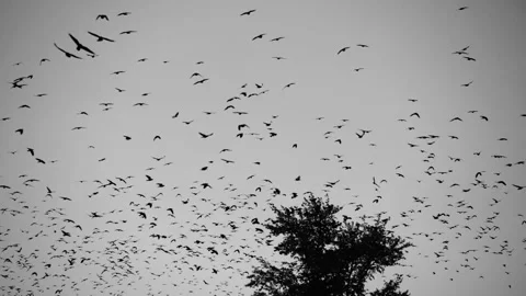A large flock of birds in the sky 스톡 동영상 231334098