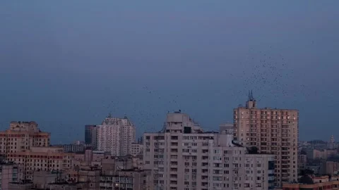 A large flock of birds soars above a cityscape at dusk, with high-rise apartment Vídeo Stock 302722140
