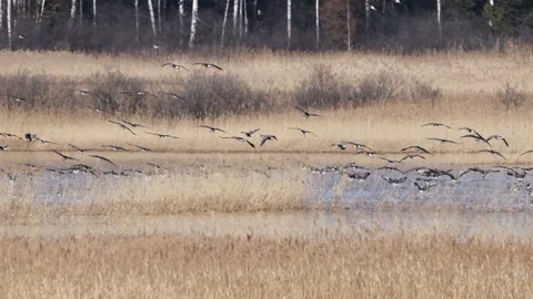Large flock of birds taking flight over a grassy wetland with a backdrop of 스톡 동영상 333774017