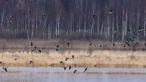 Large flock of birds taking flight over a grassy wetland with a backdrop of 스톡 동영상 333798163