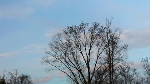 A large flock of black birds 2 Stock Footage