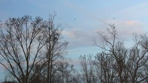 A large flock of black birds fly and land in trees Stock Footage