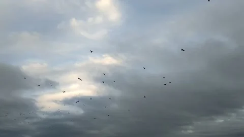 Large flock of black birds flying on cloudy sky. Nature background. Low angle Stock Footage 209961850