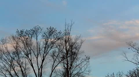 A large flock of black birds Stock Footage