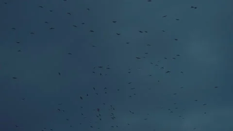 A large flock of black birds Stock Footage 131210732