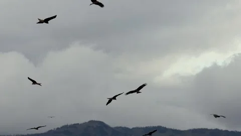 A large flock of black kites flies against a cloudy sky Stock Footage 300187530