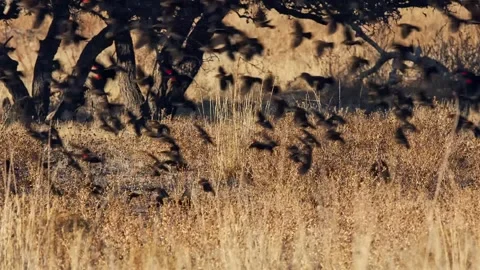 A large flock of blackbirds taking flight from a dry, grassy field near trees Stock Footage 301079622
