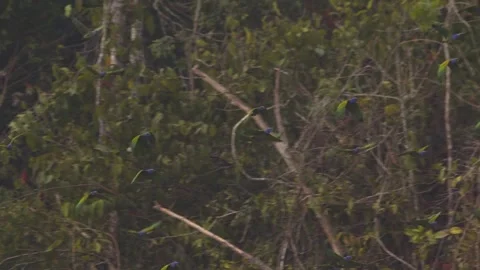 Large Flock of Blue-Headed Parrots Flying Over Lush Tambopata Rainforest 스톡 동영상 325495259