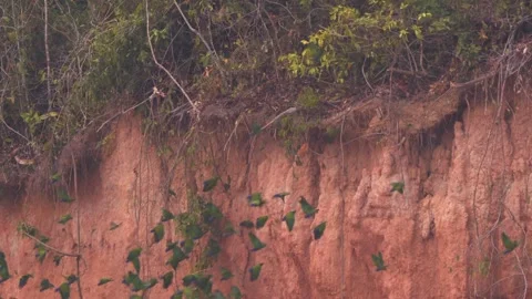 Large Flock of Blue-Headed Parrots Feeding at Clay Lick Suddenly Taking Flight Stock Footage 325688610