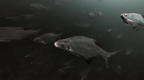 Large flock of bream underwater 動画素材 67639840