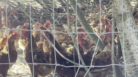 Large flock of brown hens panning Stock Footage 340191773