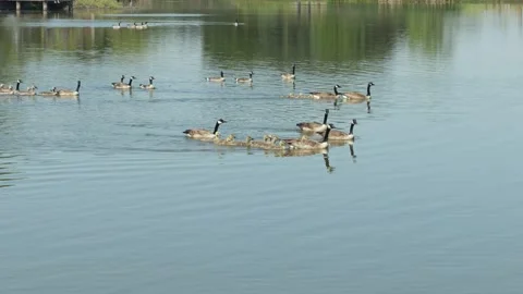 A large flock of Canada geese with goslings swims across a lake Stock Footage 336569222