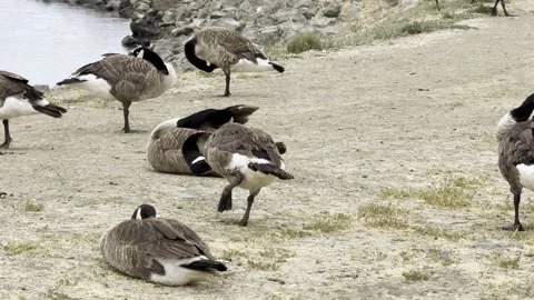 Large flock of Canada geese rest and groom Stock Footage 315462902
