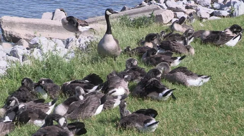 Large flock of Canada geese swim ashore and eat grass along the waterfront Stock Footage 40028225
