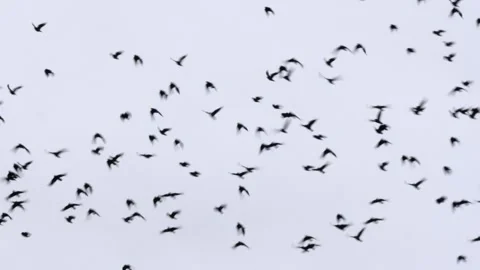 Large flock of carrion crows (corvus corone), birds flying in gray sky Stock Footage 247118113