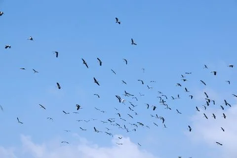Large flock of Common Cranes Grus grus Sandhill Cranes hovering or flying h.. Stock Photos