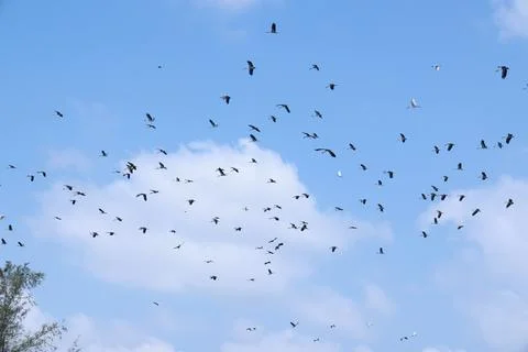 Large flock of Common Cranes Grus grus Sandhill Cranes hovering or flying h.. Stock Photos