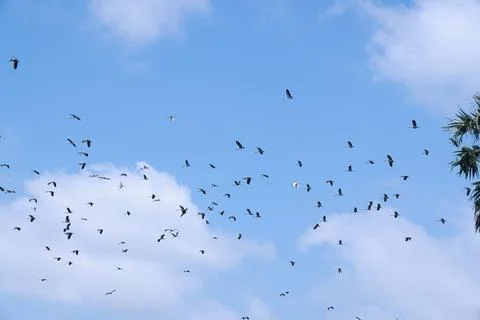 Large flock of Common Cranes Grus grus Sandhill Cranes hovering or flying h.. Stock Photos
