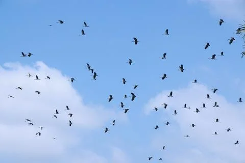 Large flock of Common Cranes Grus grus Sandhill Cranes hovering or flying h.. Stock Photos