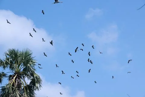 Large flock of Common Cranes Grus grus Sandhill Cranes hovering or flying h.. Stock Photos