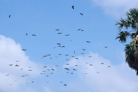 Large flock of Common Cranes Grus grus Sandhill Cranes hovering or flying h.. Stock Photos